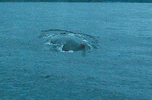 �U�g�E�N�W���̔w��