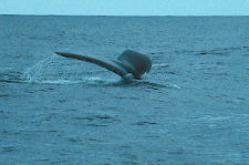 �N�W���̃e�[��