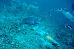 �A�I�u�_�C