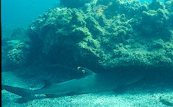 �l�����u�J