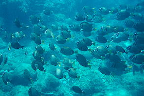 ��������̋��̌Q��